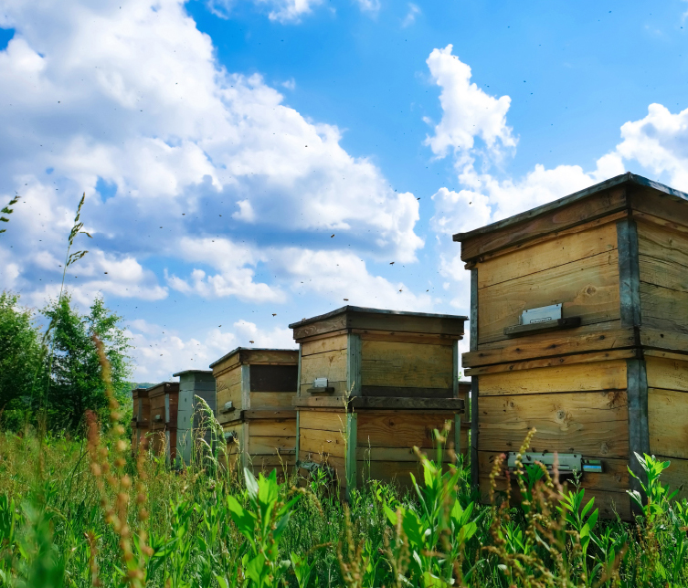 外敵から巣を守るミツバチの城壁「プロポリス」。