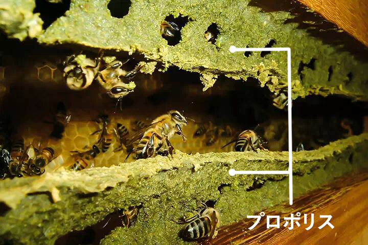 ミツバチの社会を守るプロポリス。